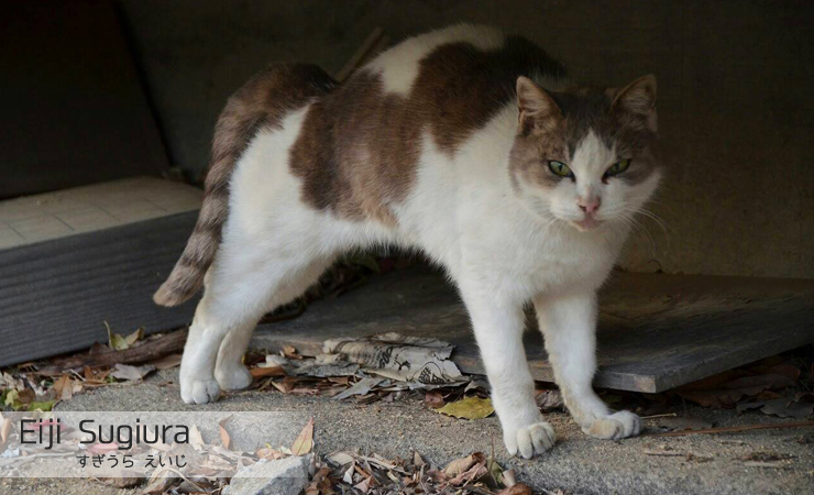 すぎうらえいじ