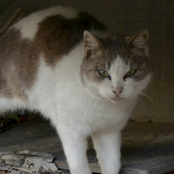 すぎうらえいじ